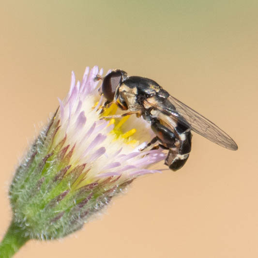 Syritta pipiens (Common Compost Fly).jpg